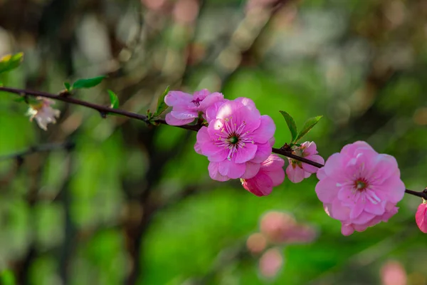 Весенний Сезон Цветения Март День Прекрасный Сад Цветочный Живописный Вид — стоковое фото