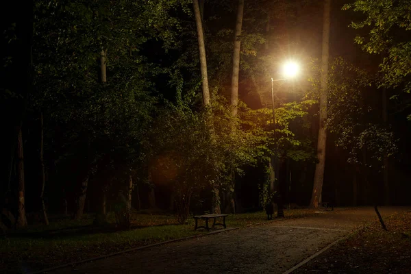 Éjszakai Park Szabadtéri Veszélyes Hely Lámpás Elektromosság Kertészeti Objektum Vakító — Stock Fotó