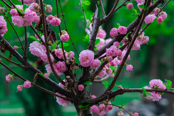 Spring Blossom Season Garden Floral Scenic View Pink Flowers Tree — Stock Photo, Image