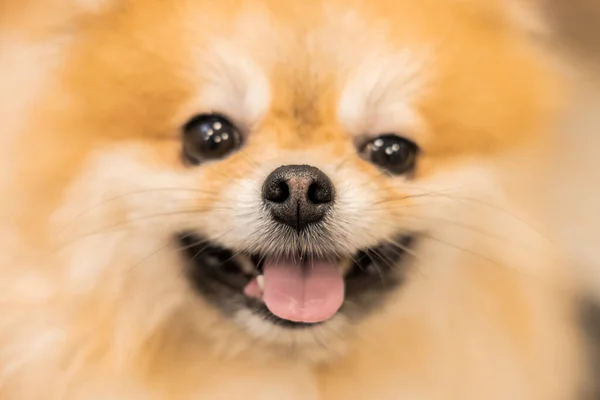 Spitz Retrato Bonito Cão Foco Suave Textura Nariz Conceito Doméstico — Fotografia de Stock