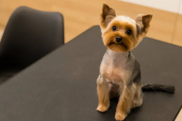 Yorkshire Cão Doméstico Bonito Animal Estimação Após Corte Grooming Olhando — Fotografia de Stock