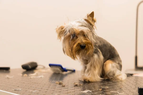 Infeliz Yorkshire Cão Salão Aliciamento Após Chuveiro Pequeno Animal Estimação — Fotografia de Stock