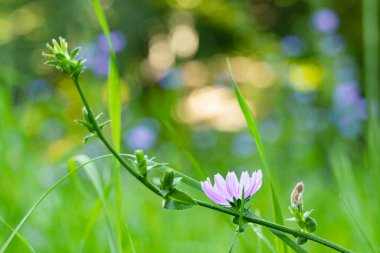 Yeşil çimenlikteki bahar çiçekleri çevre alanı açık hava koşullarında doğal arka plan manzarasını bulanıklaştırdı.