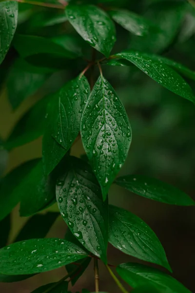 Permiso Húmedo Verde Después Lluvia Con Gotas Agua Aire Fresco — Foto de Stock