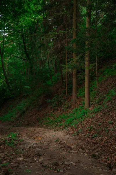 夏の森の風景自然カルパチア山脈の観光客や高緑の木のための地上パス歩道の方法と垂直写真 — ストック写真