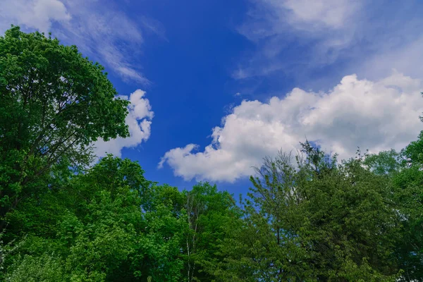 Sommer Landschaft Über Grünen Bäumen Laub Und Blauer Himmel Weiße — Stockfoto
