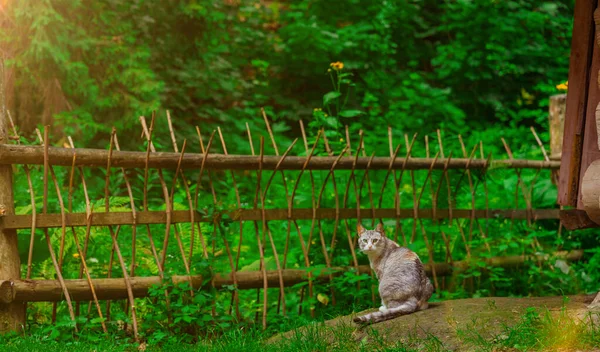 Kot Portret Wsi Podwórko Ogrodzie Natura Środowisko Przestrzeń Lato Jasne — Zdjęcie stockowe