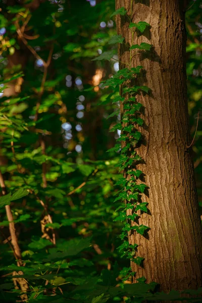 Bosque Árbol Bardo Planta Creciendo Verano Brillante Día Fotografía Vertical — Foto de Stock
