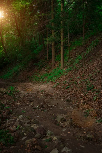 Vertikální Fotografie Borovice Les Krajina Ranní Čas Východem Slunce Světlo — Stock fotografie