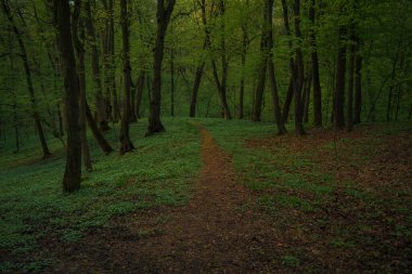 Orman manzaralı patika ağaç gölgesi altında çevre manzaralı uzay fotoğrafı