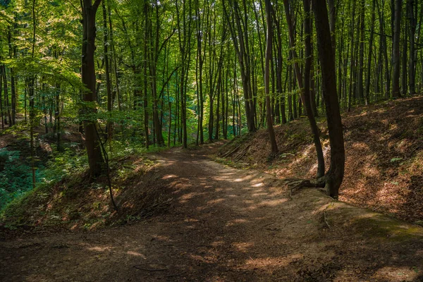 Δάσος Συνηθισμένο Τοπίο Θερινή Εποχή Φυσική Γραφική Θέα Πράσινο Φύλλωμα — Φωτογραφία Αρχείου