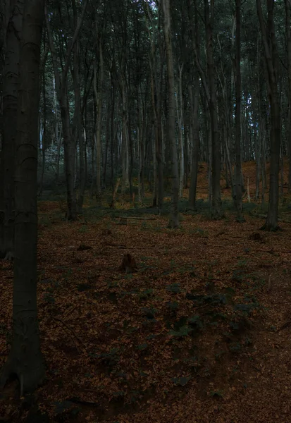 Мягкая Концепция Темного Леса Октябре Осенний Сезон Падающими Листьями Деревьями — стоковое фото