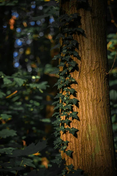 Fotografía Vertical Planta Enredadera Tronco Árbol Bosque Dramático Bosque Tierra — Foto de Stock