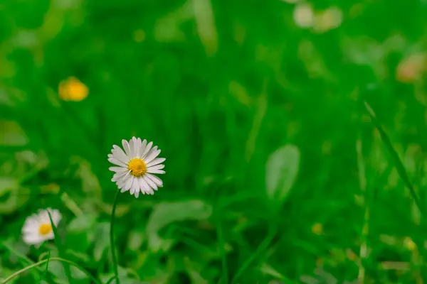 Conceito Foco Suave Planta Herbal Flor Camomila Prado Primavera Área — Fotografia de Stock