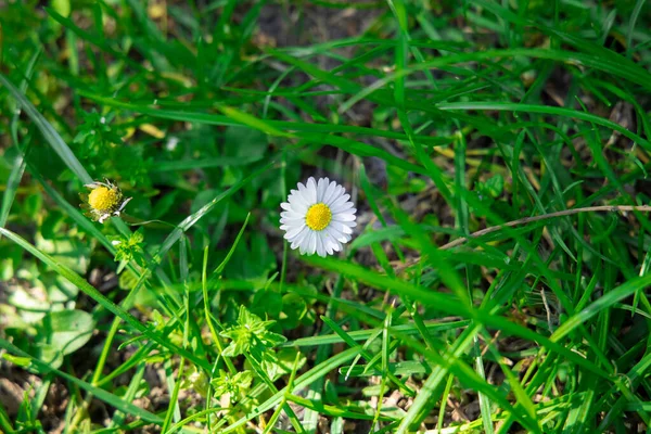 Foco Suave Camomila Flor Branca Prado Grama Dia Ensolarado Primavera — Fotografia de Stock