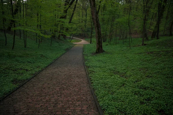 Dunkelgrüne Zone Des Parks Ohne Menschen Hier Mit Gepflastertem Weg — Stockfoto