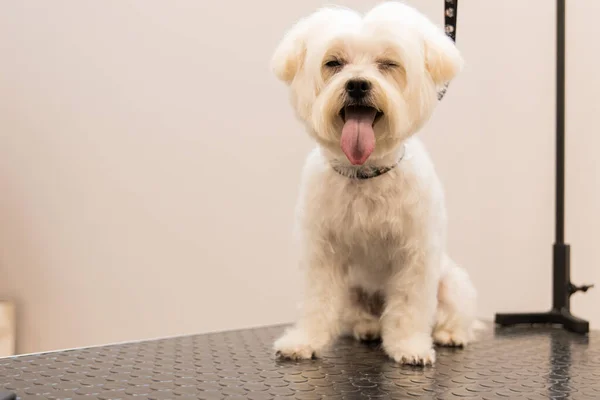 Feliz Cão Sorridente Mesa Sala Preparação Com Fundo Parede Bege — Fotografia de Stock