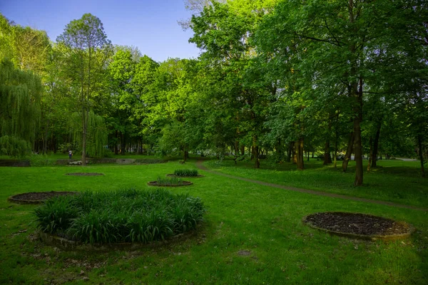 緑の草原公園広場天気の良い日には木々の葉や草が茂る屋外環境空間人のいない平和な場所休息のために — ストック写真