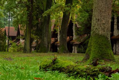 Vahşi doğadaki Asya orman köyü medeniyetten uzakta yeşil doğa manzaralı bir yer.