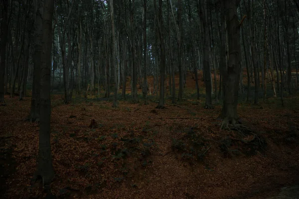 夕暮れの森秋9月ぬれた朝の時間自然屋外環境写真ソフトフォーカス — ストック写真