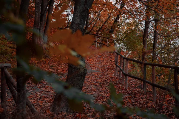 Märchen Gruselig Wald Land Natürliche Umgebung Raum Von Oktober Herbst — Stockfoto