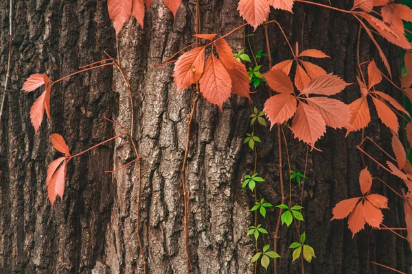 Autumn Leaves Tree Bark Wood Land Season Nature Photography Garden — Stock Photo, Image