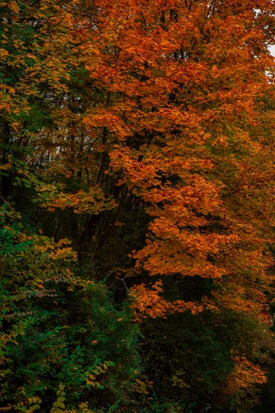 Herbst Bunte Konzept Naturfotografie Von Orange Gelb Und Grün Farben — Stockfoto