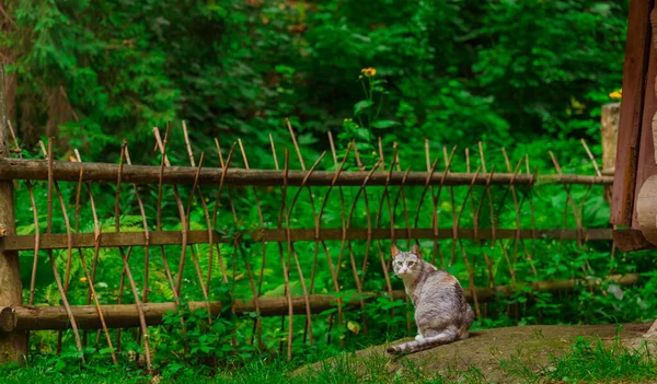 Dorf Land Katzenporträt Haustier Fotografie Freien Raum Der Grünfläche Mit — Stockfoto