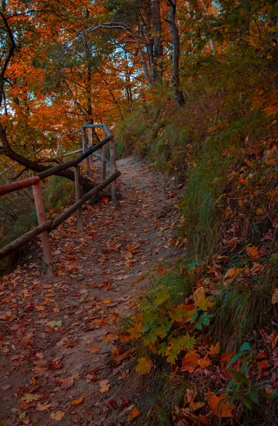 Majestätische Goldene Dramatische Wald Herbst Natur Szenische Ansicht Fotografie Vertikalen — Stockfoto