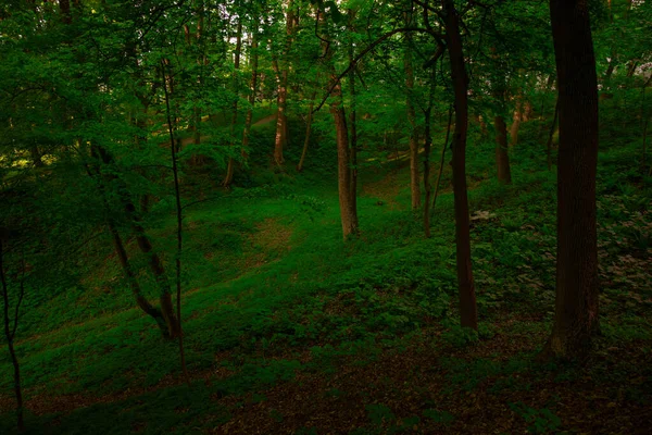 Lebendige Grüne Parkbäume Mit Schatten Von Laub Sommer Natürliche Umgebung — Stockfoto
