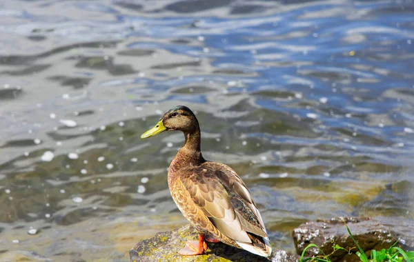 Duck Water Animal Photo — Stock Photo, Image