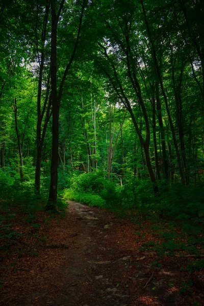 9月清晨森林小径的垂直摄影 室外自然环境 — 图库照片