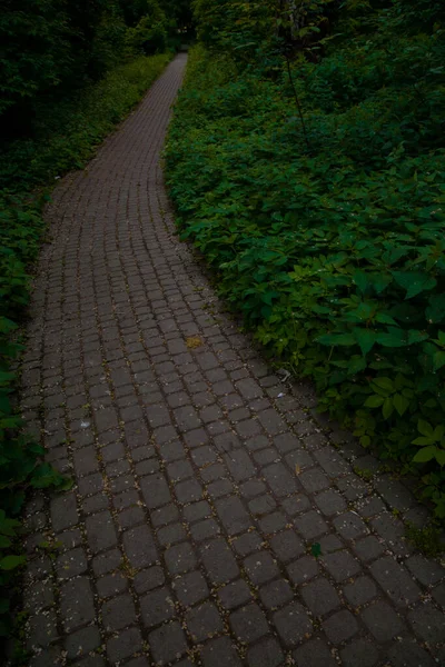 Vertical Photography Paved Road Dusk Shadow Tree Branches Path Way — Stock Photo, Image