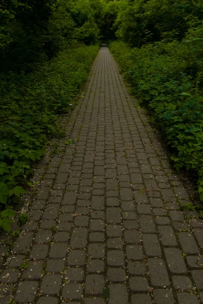 Vertikale Außenaufnahmen Von Gepflasterten Straßen Der Dämmerung Raum Bilden Bäume — Stockfoto