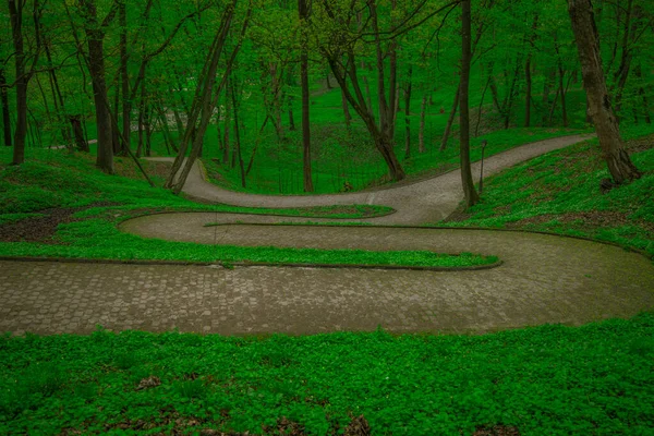 Parlak Yeşil Park Açık Hava Derin Vahşi Doğa Resmi Doğal — Stok fotoğraf