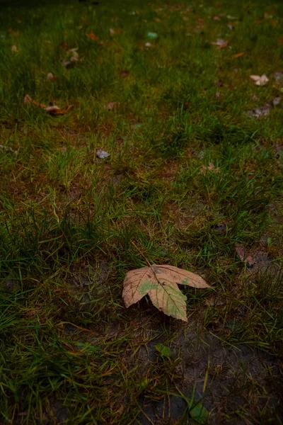 秋天的地面上的落叶情绪公园户外垂直摄影9月和10月的季节 — 图库照片