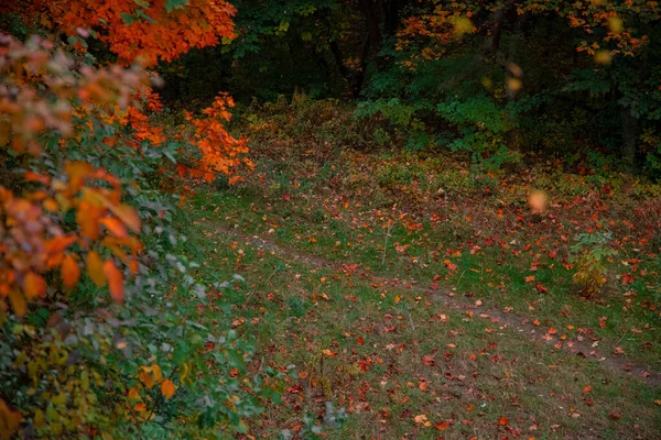 Goldener Oktober Saison Wald Bunt Laub Ono Bäume Herbst Landschaft — Stockfoto