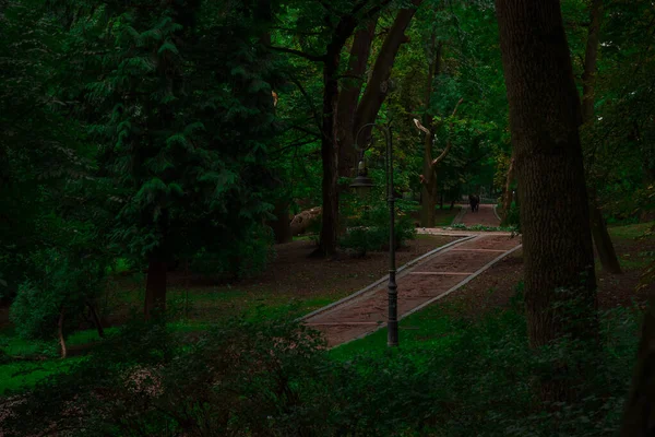 黄昏户外公园路 在晨光的阴影下散步和散步 — 图库照片
