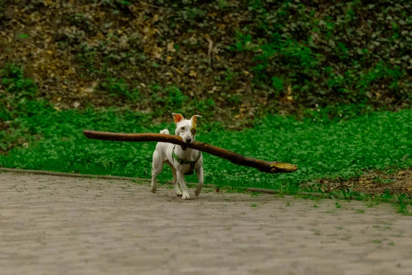 Spacery Towarzyszem Fotografia Czasu Jack Russell Terrier Trzymać Duży Kij — Zdjęcie stockowe