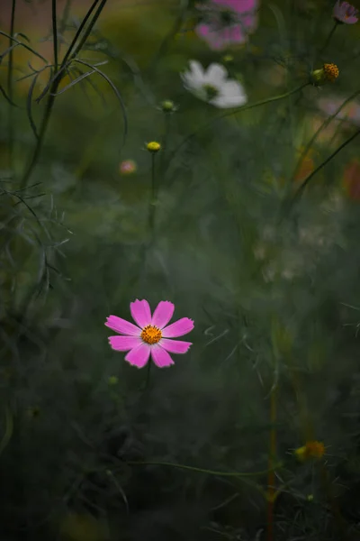 Μονόανθο Λουλούδι Floral Κυκλοθυμική Χρώματα Κάθετη Φωτογραφία Βοτανικό Κήπο Μαλακό — Φωτογραφία Αρχείου