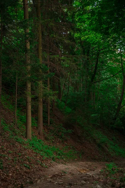 Vertikale Naturfotografie Lebendige Grüne Hohe Bäume Waldlandschaft Und Feldweg Weichen — Stockfoto