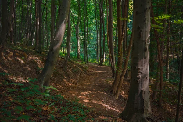 Ранкова Спокійна Атмосфера Тиші Лісу Красивому Природному Просторі Високими Деревами — стокове фото