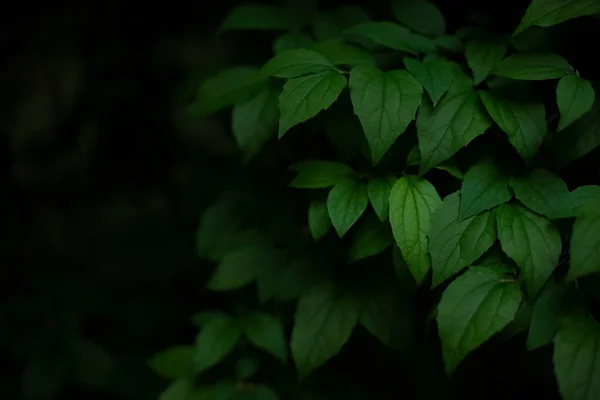 Follaje Verde Sombra Misterio Oscuridad Ambiente Floral Espacio Vista Jardín — Foto de Stock