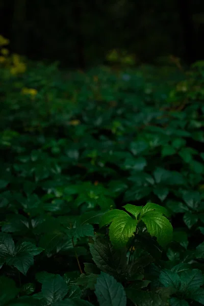 Follaje Siempreverde Oscuro Naturaleza Mal Humor Paisaje Fotografía Vertical Sombra — Foto de Stock