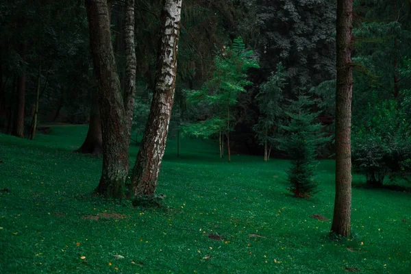 Park Çayırı Huzurlu Alacakaranlık Doğa Manzara Koyu Yeşil Çimenler Ağaçlar — Stok fotoğraf
