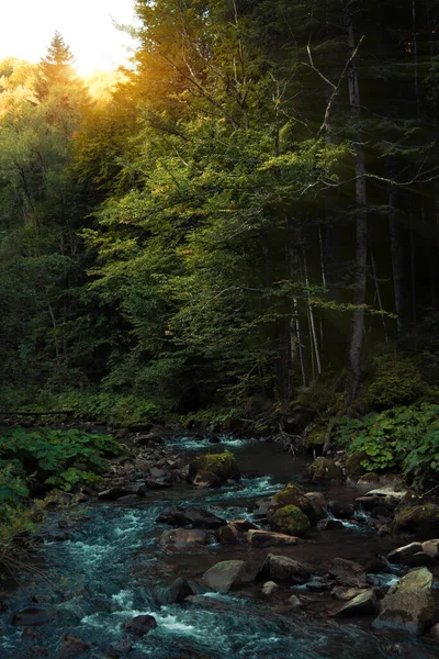 Высокогорный Горный Лесной Поток Реки Сосновый Лес Величественный Живописный Осенний Лицензионные Стоковые Фото