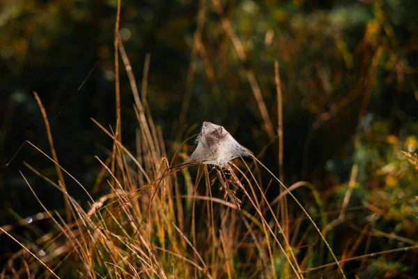 Lelijk Spinnenweb Met Dode Insectenprooi Wildernis Macro Fotografie Natuurlijke Omgeving — Stockfoto