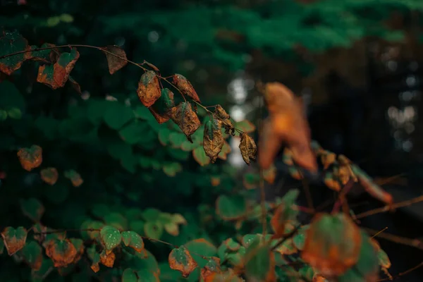 Septembre Feuilles Branches Arbre Automne Vert Vif Orange Simple Calme — Photo