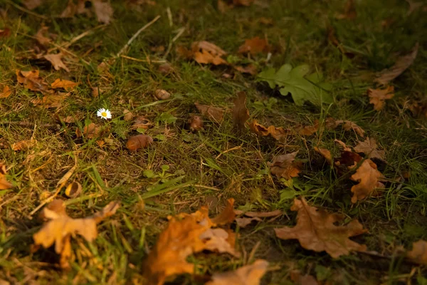 Mała Rumianek Jesień Łąka Spadające Liście Październik Sezonowy Czas Kwiatowy — Zdjęcie stockowe