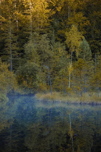 美しい自然の風景の滑らかな池の水面垂直写真の上霧と牧歌的な森の中で壮大な秋の朝 — ストック写真